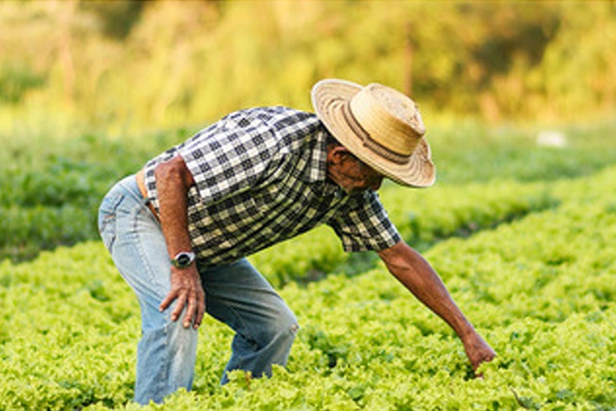 Atividades agrícolas dos Estados Unidos